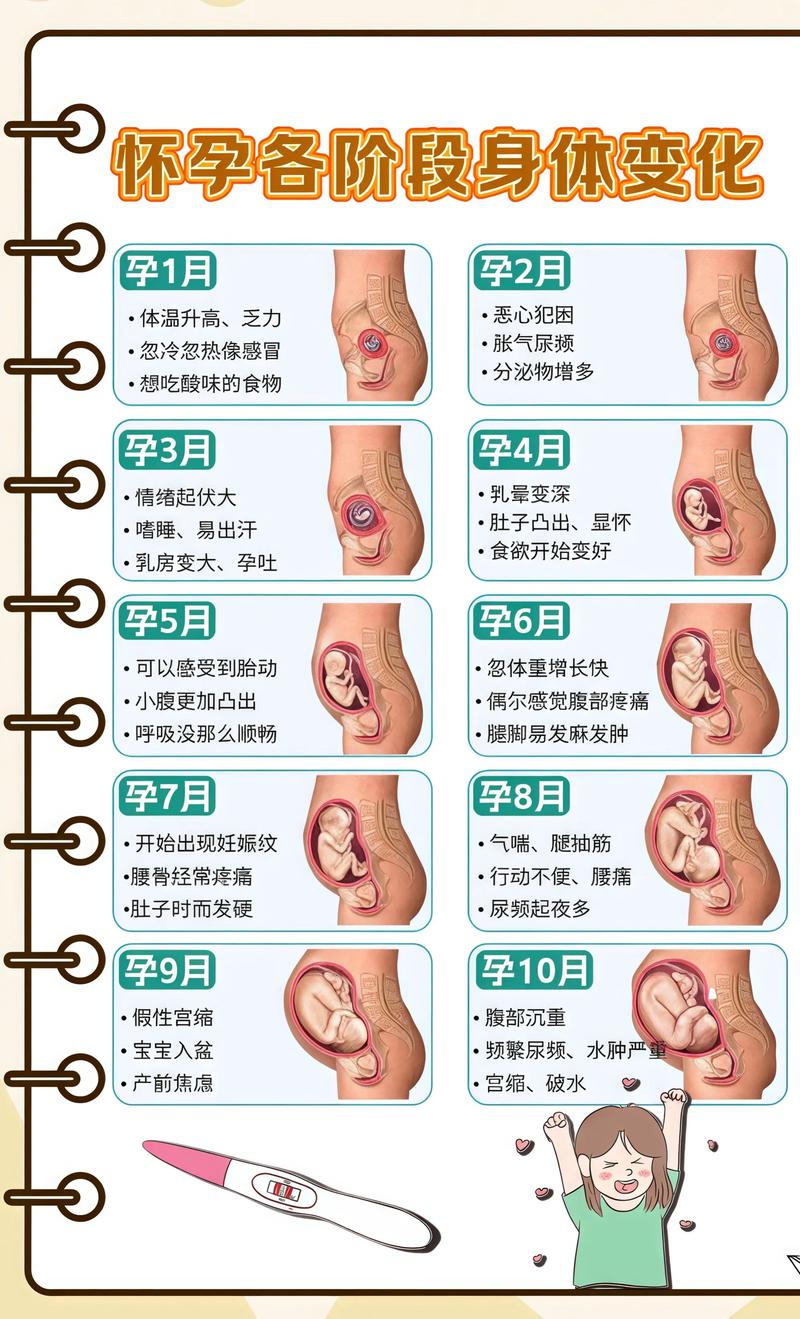 揭秘供卵代孕妈妈怀孕小腹分两节，孕期变化的奥秘遵义代生机构: